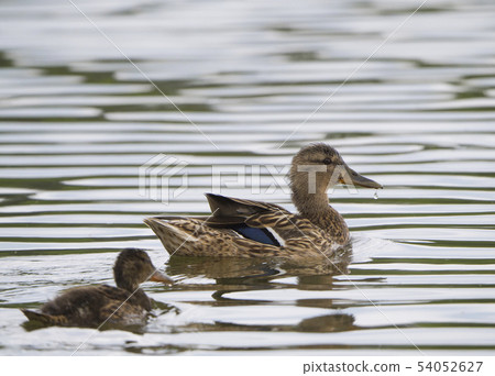 Close up Wild Female Mallard duck, wingeon, with young duckling. Anas platyrhynchos leaving the Close up Wild Female Mallard duck, wingeon, with young duckling. Anas platyrhynchos leaving the 54052627