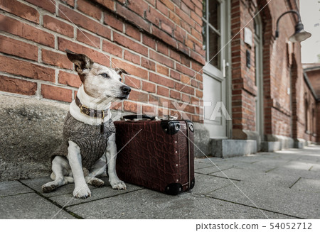 abandoned and lost dog abandoned and lost dog 54052712