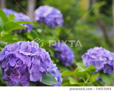繡球 54053068