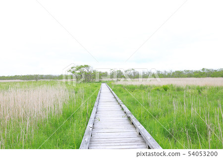 釧路沼澤 54053200