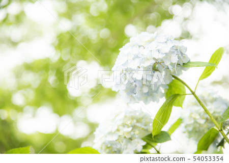 淺藍色繡球花2 淺藍色繡球花2 54053354