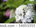 淺藍色繡球花3 54053355