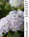 淡紫色的繡球花 54053357