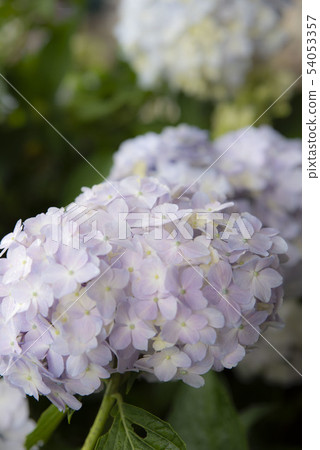 淡紫色的繡球花 淡紫色的繡球花 54053357
