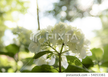 白繡球 白繡球 54053361