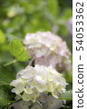 淡粉色繡球花2 54053362