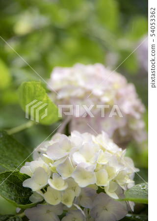 淡粉色繡球花2 淡粉色繡球花2 54053362