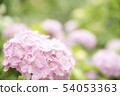 粉色繡球2 54053363