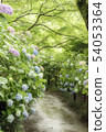 繡球花盛開的路徑 54053364