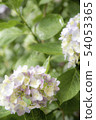 淺粉色繡球花3 54053365