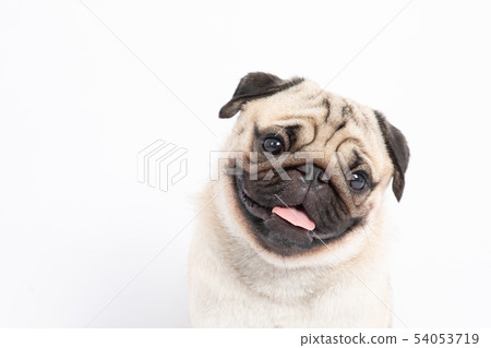 Cute pug dog smile and happiness isolated on white 54053719
