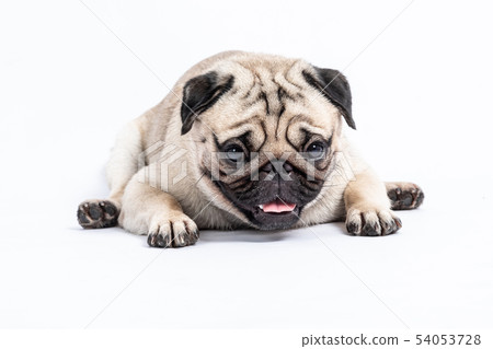 Cute pug dog smile and happiness isolated on white 54053728