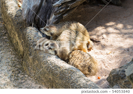 Meerkats family Meerkats family 54053840