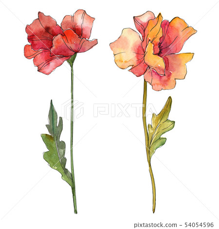 Red poppy floral botanical flowers. Watercolor background illustration set. Isolated poppies 54054596