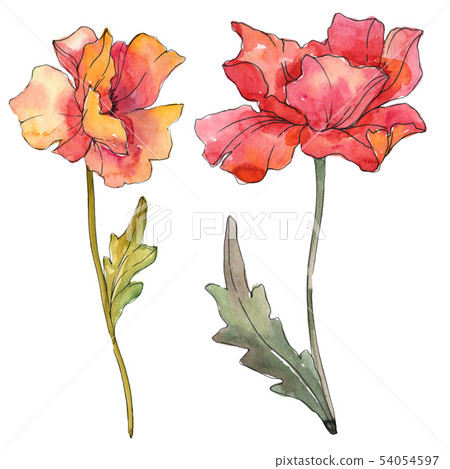 Red poppy floral botanical flowers. Watercolor background illustration set. Isolated poppies Red poppy floral botanical flowers. Watercolor background illustration set. Isolated poppies 54054597
