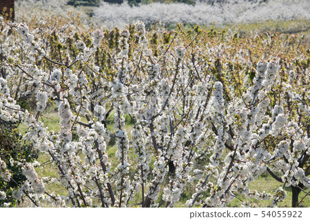 Detail of white cherry blossoms in Valdastilla, Valle del Jerte Detail of white cherry blossoms in Valdastilla, Valle del Jerte 54055922