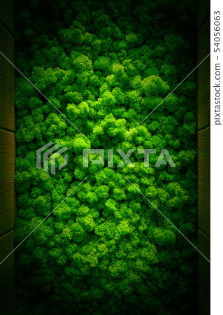 Reindeer moss wall, green wall decoration Cladonia Reindeer moss wall, green wall decoration Cladonia 54056063