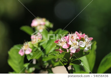 山楂花 54056436