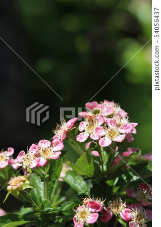 山楂花 山楂花 54056437