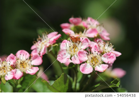 山楂花 54056438