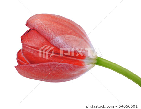 red tulip flower isolated on a white background red tulip flower isolated on a white background 54056501
