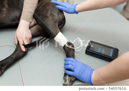 Nurse measures pressure and pulse in a dog in 54057618