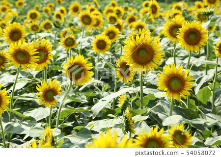 Sunflower field of Zama Sunflower field of Zama 54058072