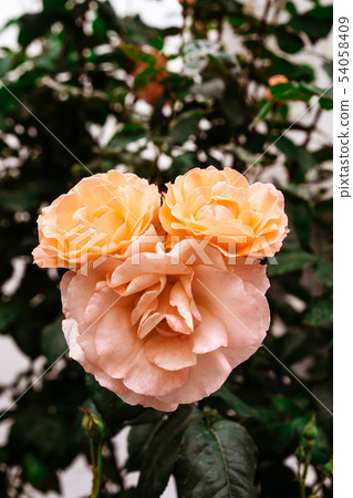 Beautiful tea rose of peach color consisting of three flowers 54058409