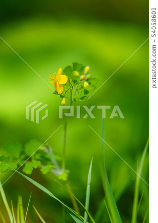 白屈菜 白屈菜 54058601