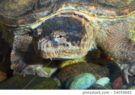 turtle head marine reptile slow monster animal eye turtle head marine reptile slow monster animal eye 54059085