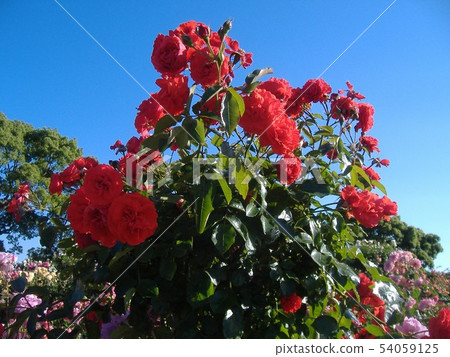 Kayoi Ding Park Red Rose Bouquet Kayoi Ding Park Red Rose Bouquet 54059125