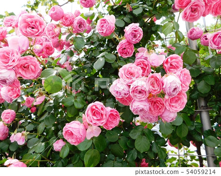 開花在山口宇部機場的腳的Pomponella 開花在山口宇部機場的腳的Pomponella 54059214