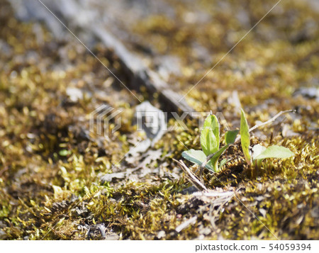 從棺材中取出面孔的萌芽 從棺材中取出面孔的萌芽 54059394