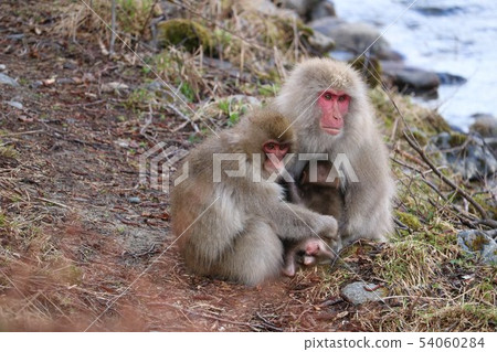 上部高地野生猴子家庭 上部高地野生猴子家庭 54060284