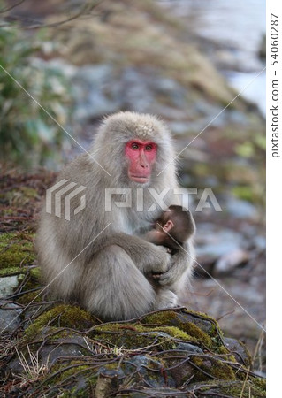 上部高地野生猴子家庭 上部高地野生猴子家庭 54060287