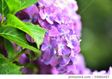 六月花繡球花 六月花繡球花 54060487