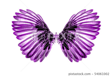 wings of birds on white background 54061002