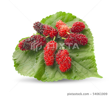 mulberries fruit and mulberry leaf on white 54061009