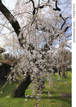 櫻花櫻花 54061341