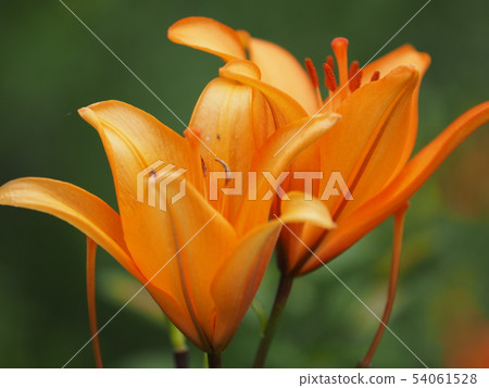 Lily Lily 54061528