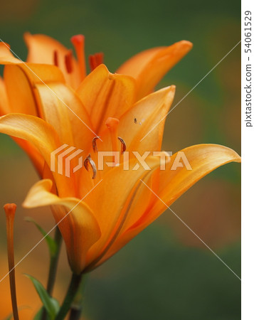百合 百合 54061529