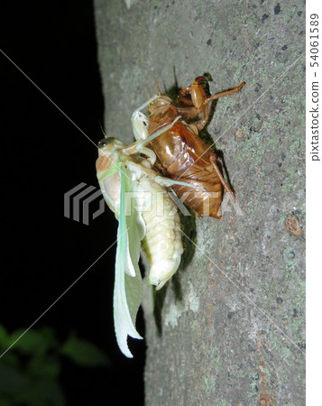 蟬的出現 54061589