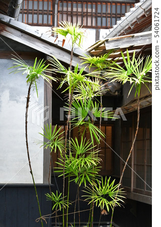 Rainy Shotoken Rainy Shotoken 54061724
