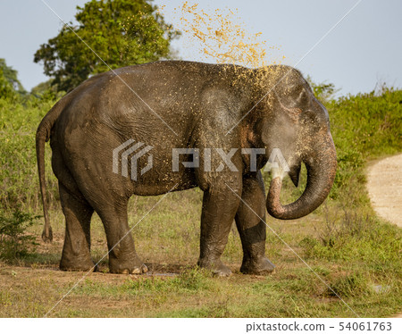 Elephant Sprays Muddy Water Onto Its Back 54061763