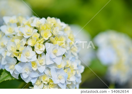 Hydrangea Hydrangea 54062654