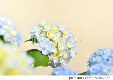 Hydrangea Hydrangea 54062656