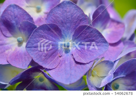 Hydrangea Hydrangea 54062678