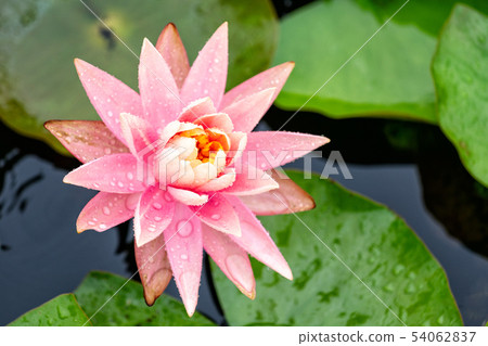 Water lily lotus with rainwater 54062837