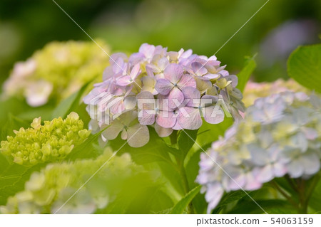 Hydrangea 54063159