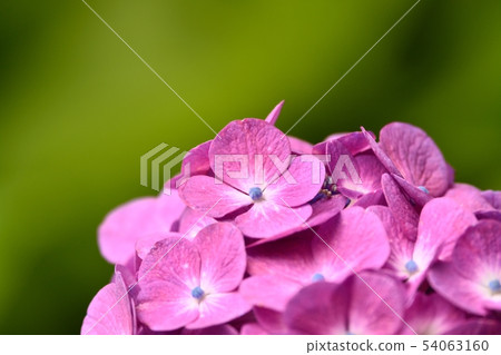 Hydrangea 54063160